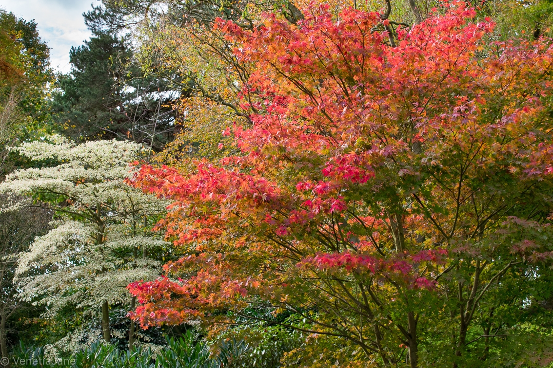 King's Arms Garden, Ampthill, Bedfordshire, MK45 2PP National Garden